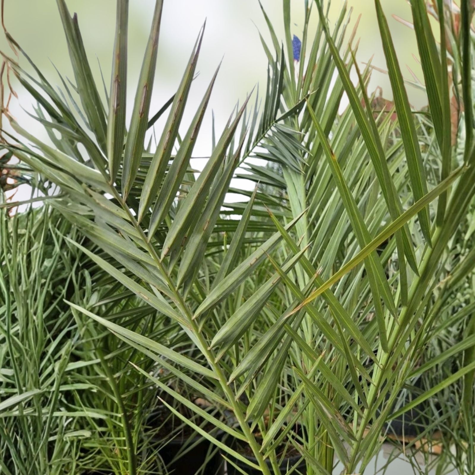 Medjool Date Palm Seedling, Phoenix dactylifera, Indoor Plant, Drought Tolerant, Easy Care, 2+ Years Old, Live Plant, Starter Plant