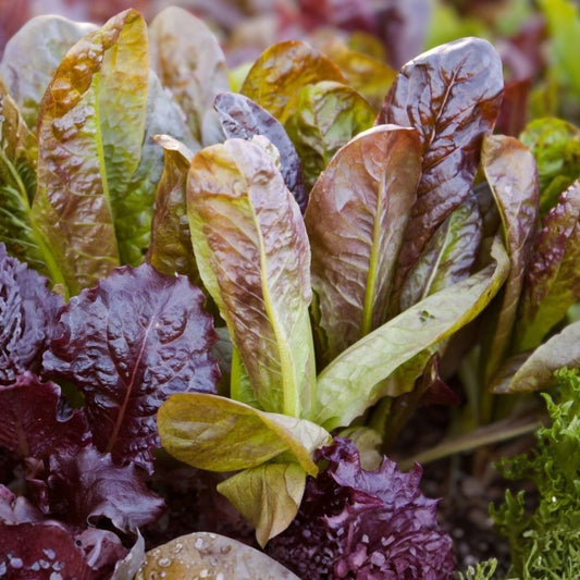 Heirloom Red Romaine Lettuce Seeds Non-GMO 50+ Lactuca sativa Garden Starter Planting Seeds