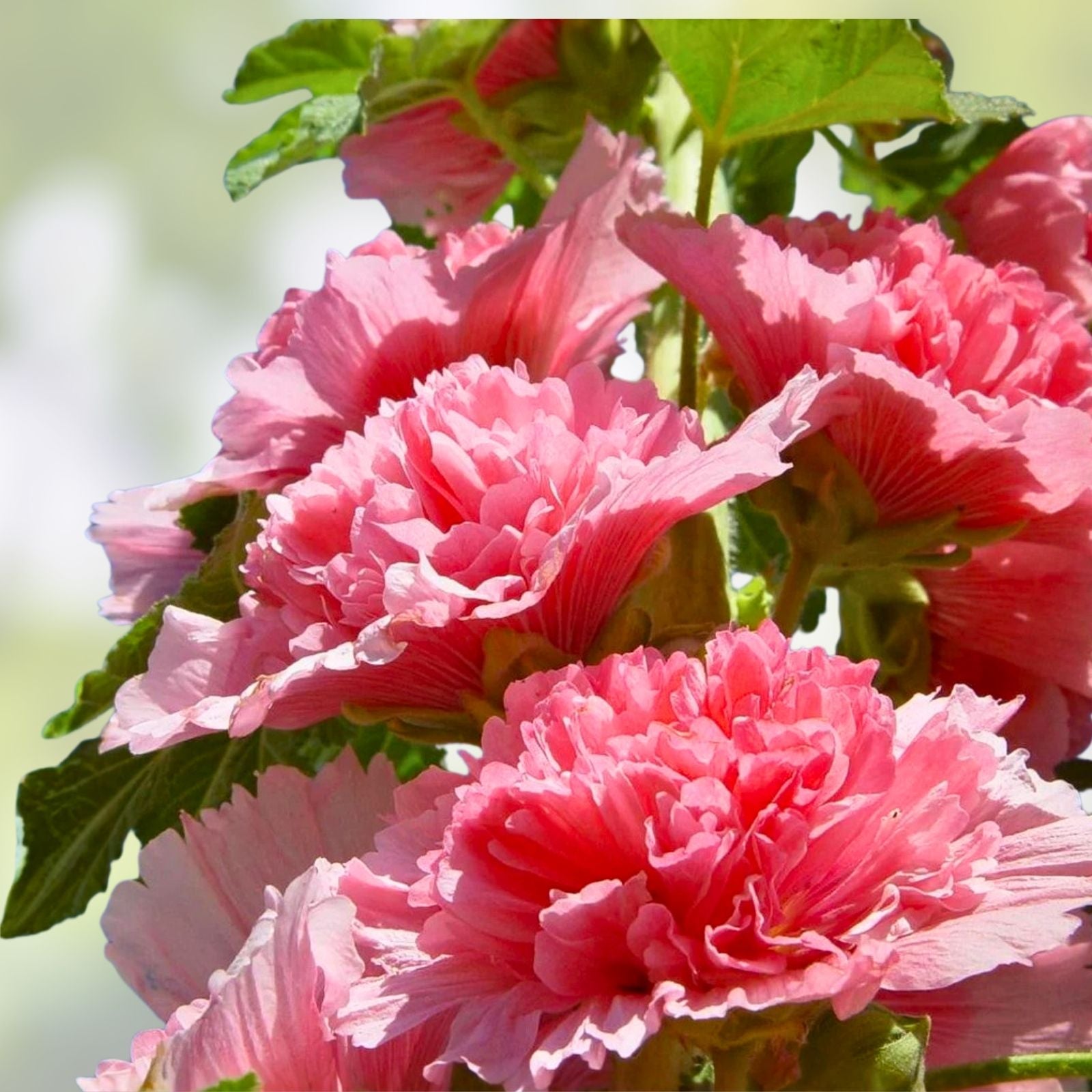 Hollyhock Seeds 500 Count Pink Red Yellow Alcea rosea Flower Seeds for Garden Landscaping Pollinator Attracting