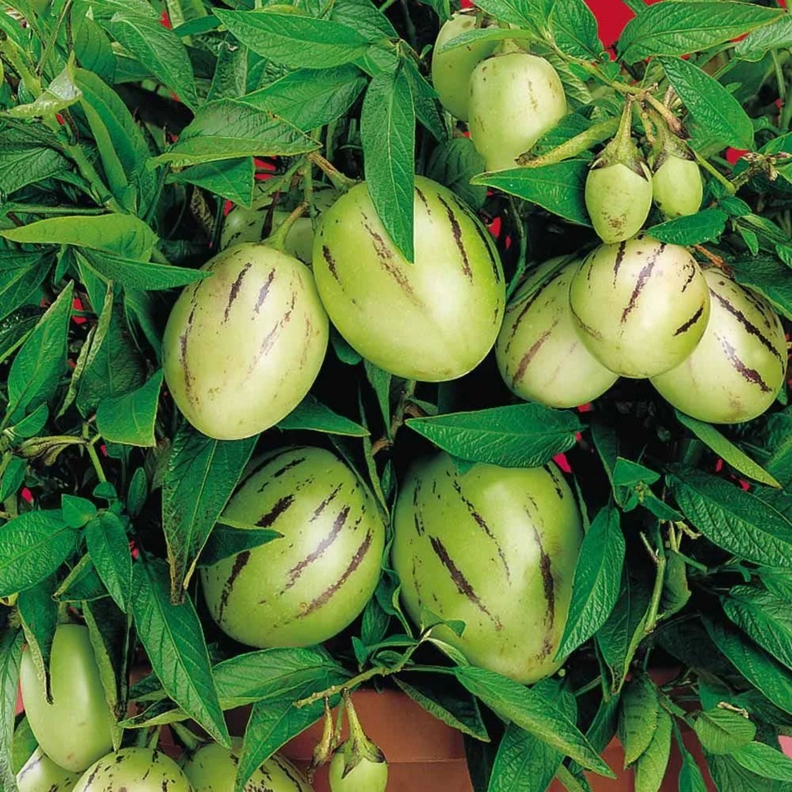 Deep Purple Pepino Melon Cuttings 6 Pack, Solanum muricatum, Edible Fruit Plant, Garden Starter, Live Plant, Houseplant