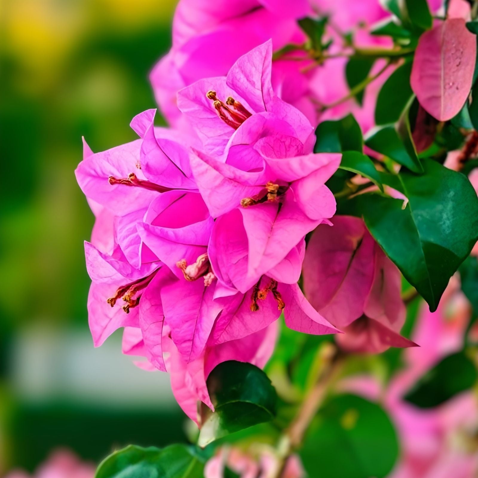Bougainvillea Cuttings 6" Fuchsia Pink Live Plant Unrooted Bush Shrub Bougainvillea glabra