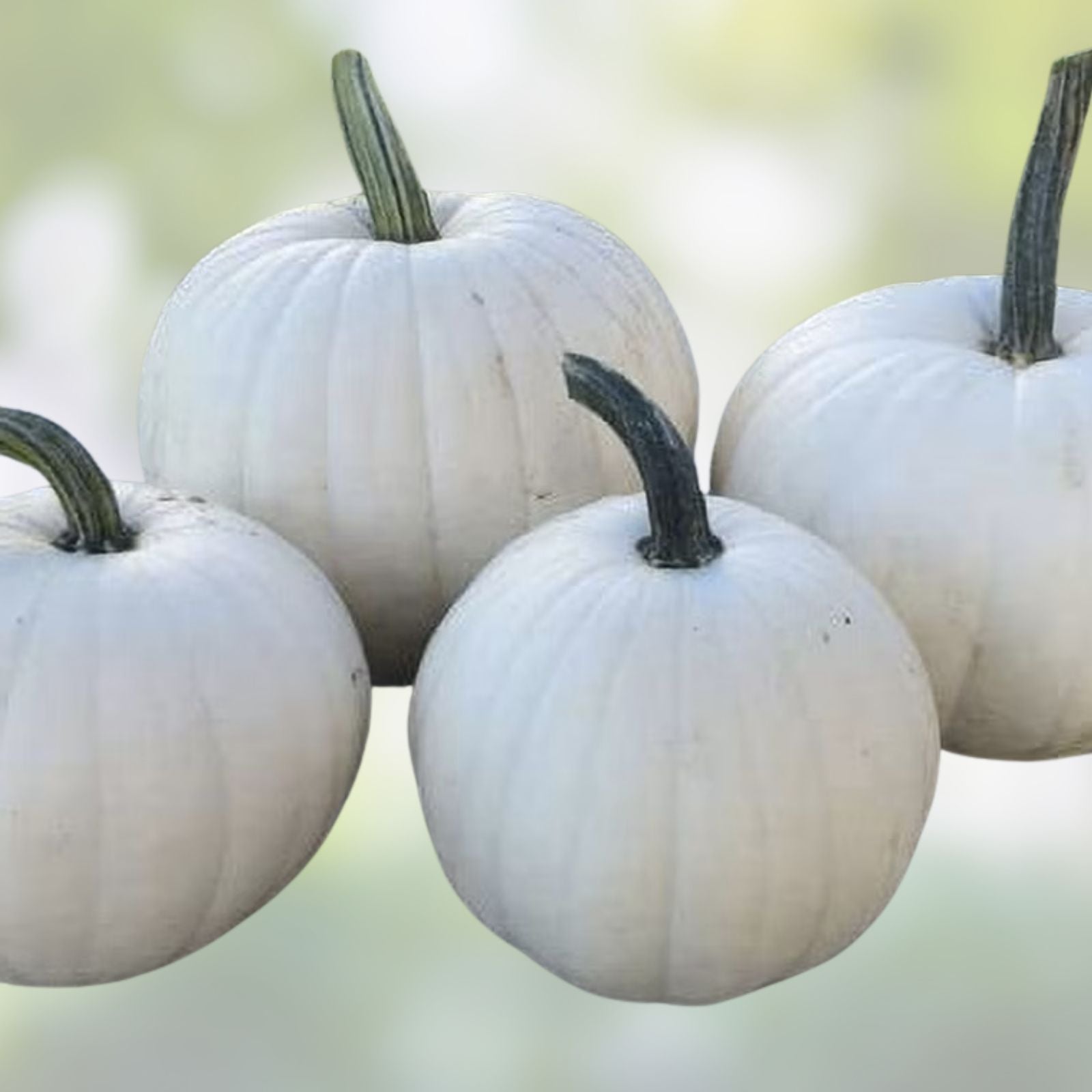 Blanco White Pumpkin Seeds for Planting - 10 Count - White Jack-O-Lanterns - Cucurbita pepo - Easy to Grow