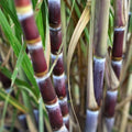 Rooted Sugarcane Cuttings - Tropical Live Plant - Saccharum officinarum - Ready to Plant for Gardening and Landscaping