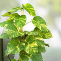 Giant Hawaiian Green Pothos Vine Cuttings 6-8" Epipremnum aureum Houseplant Indoor Trailing Plant