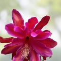 Epiphyllum Ferris Wheel Cutting 8-10 Inch Exotic Houseplant Live Unrooted Succulent Plant