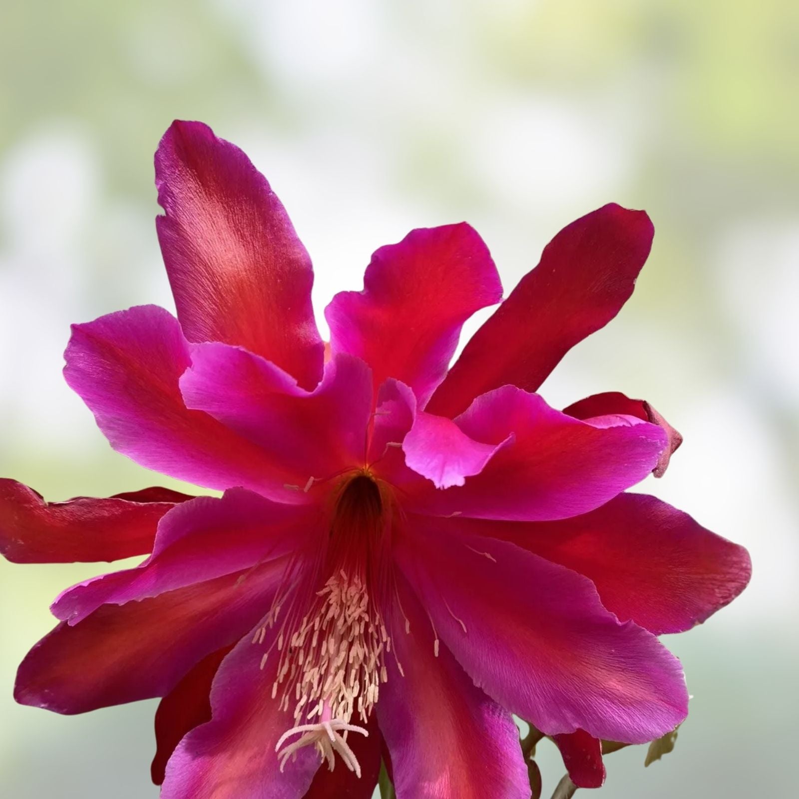 Epiphyllum Ferris Wheel Cutting 8-10 Inch Exotic Houseplant Live Unrooted Succulent Plant