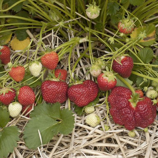 Jewel Strawberry Plants Bare Root Everbearing Fragaria x ananassa High Yield Sweet Fruit for Garden and House