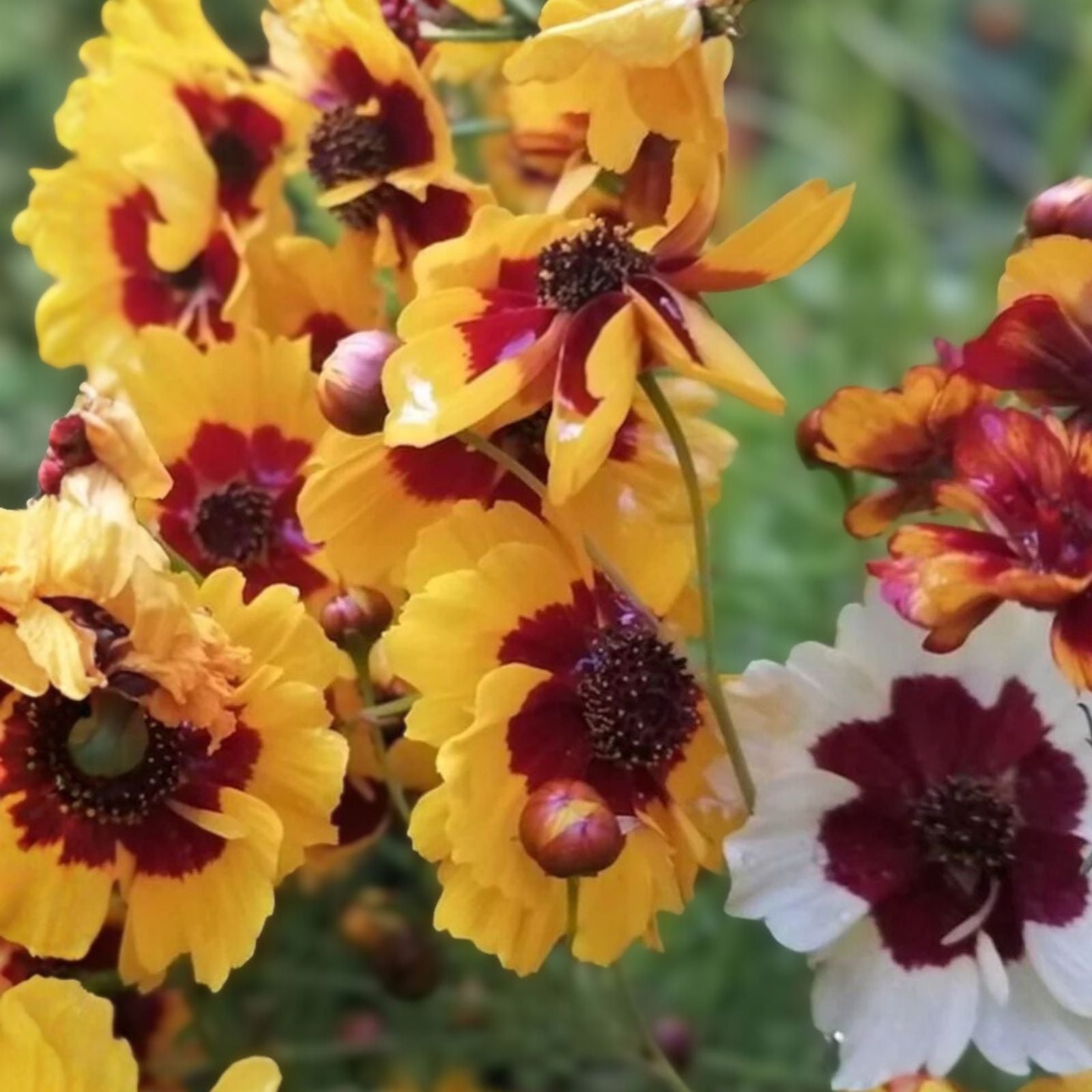 Coreopsis Seeds 100+ Plains Coreopsis Wildflower Garden Seeds - Native Flower Seeds, Perennial, Bright Yellow, Live Plant, Cutting, Bare Root