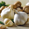 California White Garlic Bulbs 5-Pack Allium sativum Softneck Culinary Herb Edible Plant Starter Bulbs