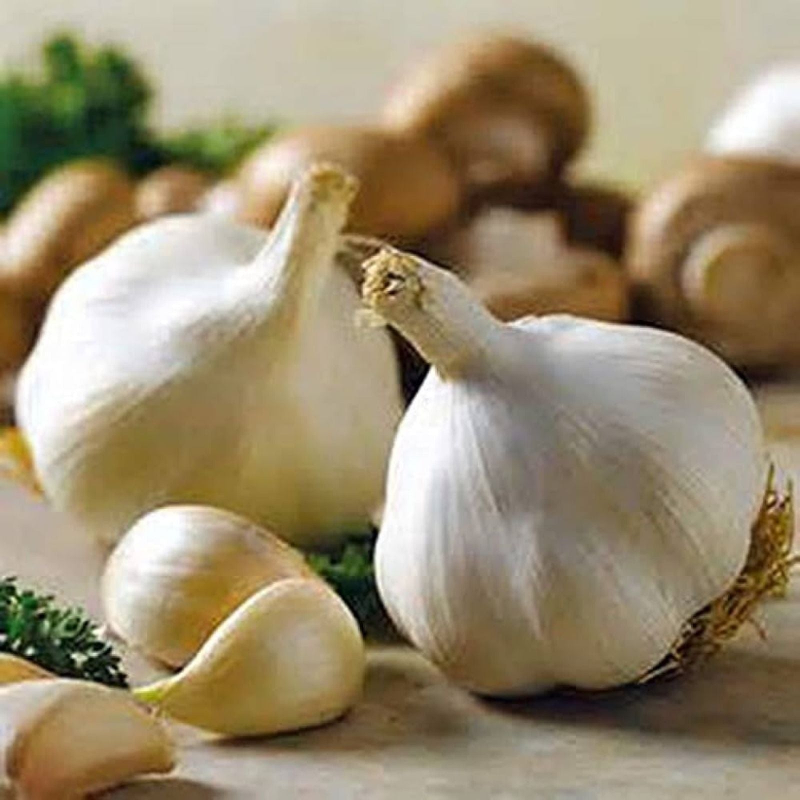 California White Garlic Bulbs 5-Pack Allium sativum Softneck Culinary Herb Edible Plant Starter Bulbs