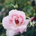 Auspeet Rose Plant Cuttings – 3 Fresh 6” Unrooted Rose Propagation Cuttings Rosa spp.