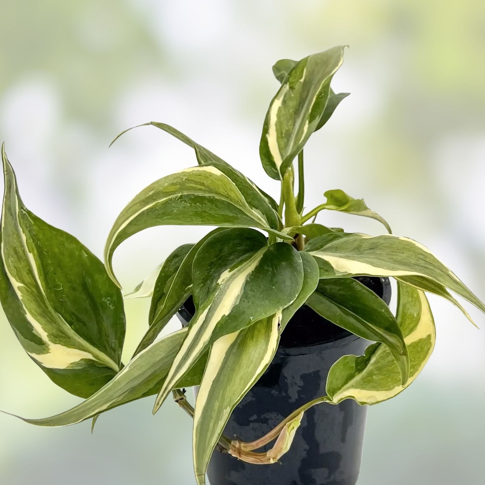 Philodendron RIO Cuttings 3-Pack with Care Guide – Indoor Houseplant, Easy Care, Philodendron hederaceum, Fast Shipping