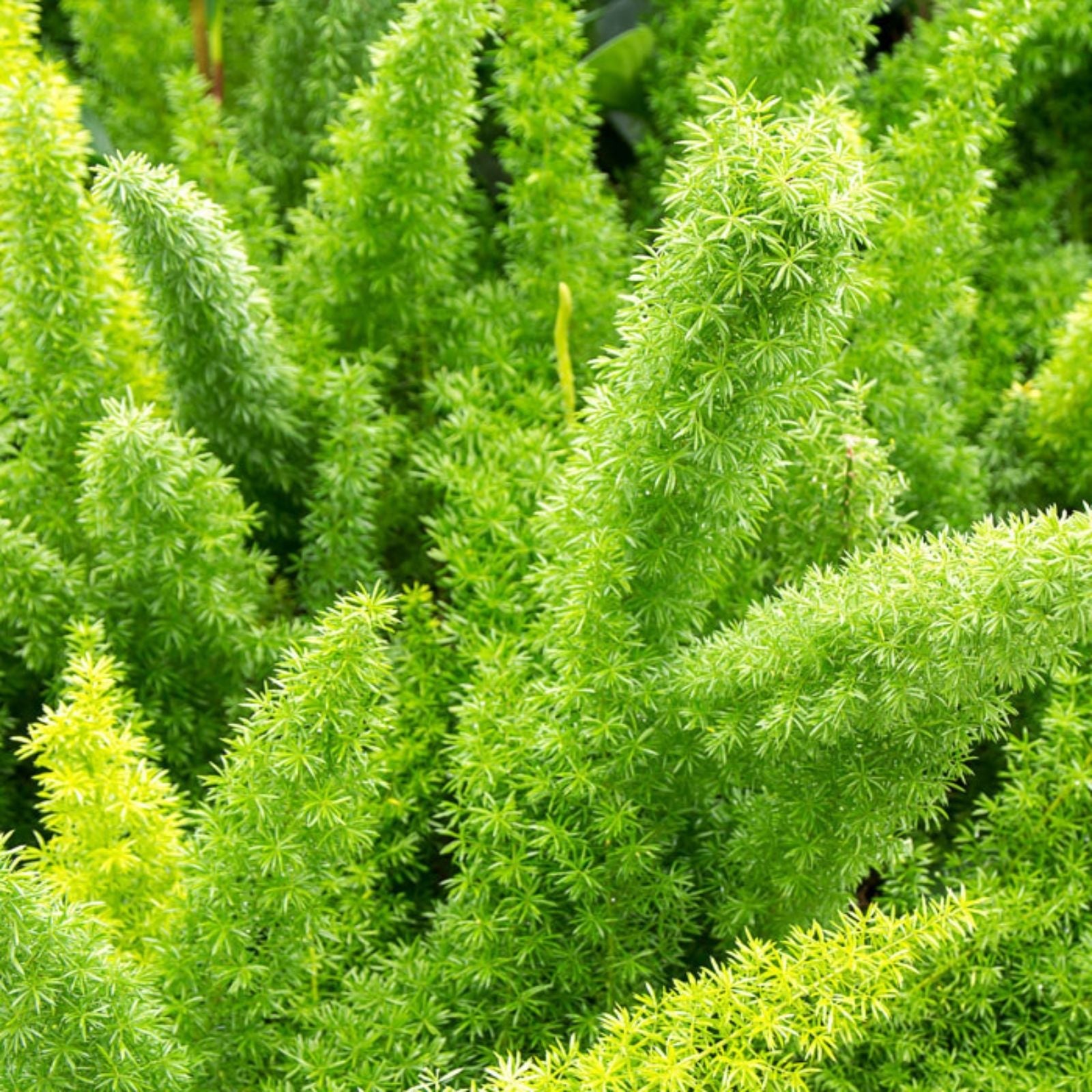 Asparagus Fern Live Plant 4-Inch Pot Mounding Houseplant Green Foliage Indoor Plant Asparagus densiflorus