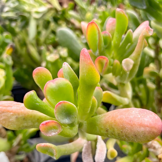 Hobbit Jade Succulent Plant Crassula ovata Money Tree Ogre's Ear Live Indoor Garden Starter Plant Easy Care