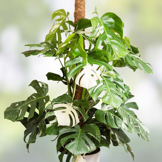 Monstera Albo Variegated Plant – Rare Tropical Houseplant – Monstera deliciosa var. albo-variegata – Live Cutting or Starter Plant