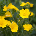 Potentilla Aurea Seeds 500 Count Perennial Flower Seeds Yellow Blooms for Garden Landscaping, Live Plant, Cutting, Bare Root, Starter Plant