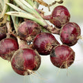 Burgundy Red Onion Seeds Allium cepa Short Day Heirloom Non-GMO 25+ Live Plant Starter for Gardening & Cooking