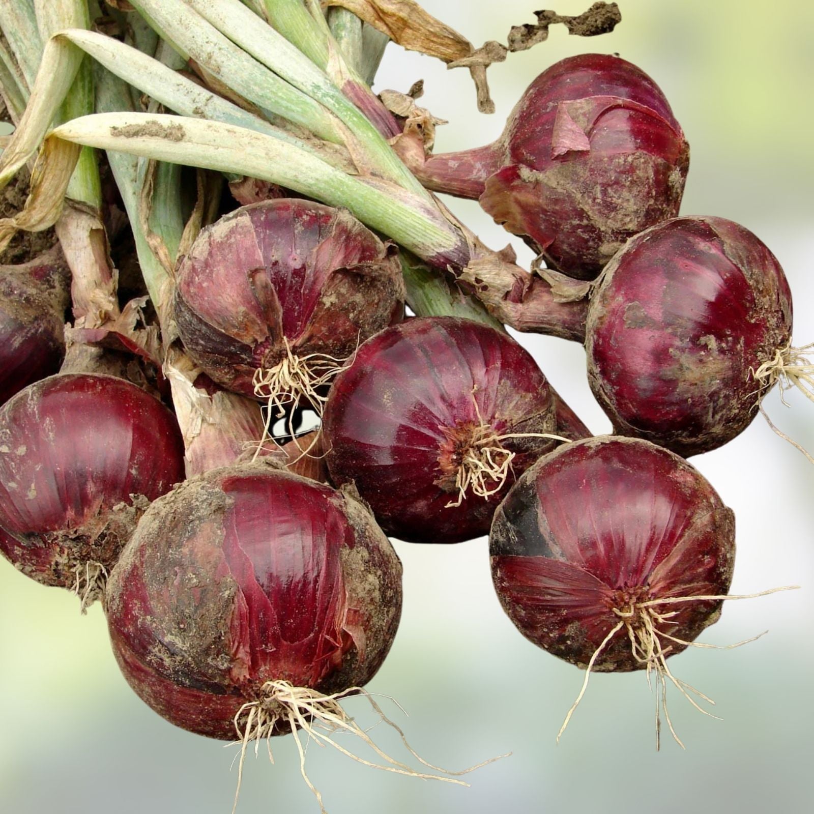Burgundy Red Onion Seeds Allium cepa Short Day Heirloom Non-GMO 25+ Live Plant Starter for Gardening & Cooking