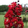 Dynamite Crape Myrtle Live Plant 16" Lagerstroemia indica Whit II Red Flowers Ornamental Shrub