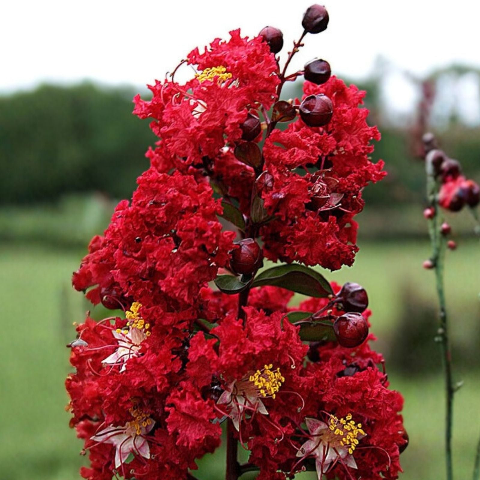 Dynamite Crape Myrtle Live Plant 16" Lagerstroemia indica Whit II Red Flowers Ornamental Shrub