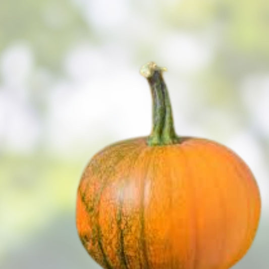 Organic Pumpkin Seeds Speckled Cucurbita pepo Non-GMO Raw Raw Vegan Snack 10 oz Free Shipping