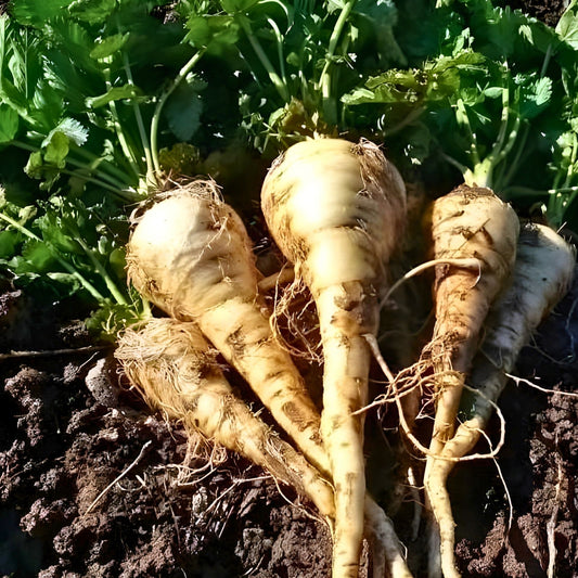 Heirloom Turnip Seeds Non-GMO White Egg Vegetable Seeds Brassica rapa Organic Gardening 500 Pack