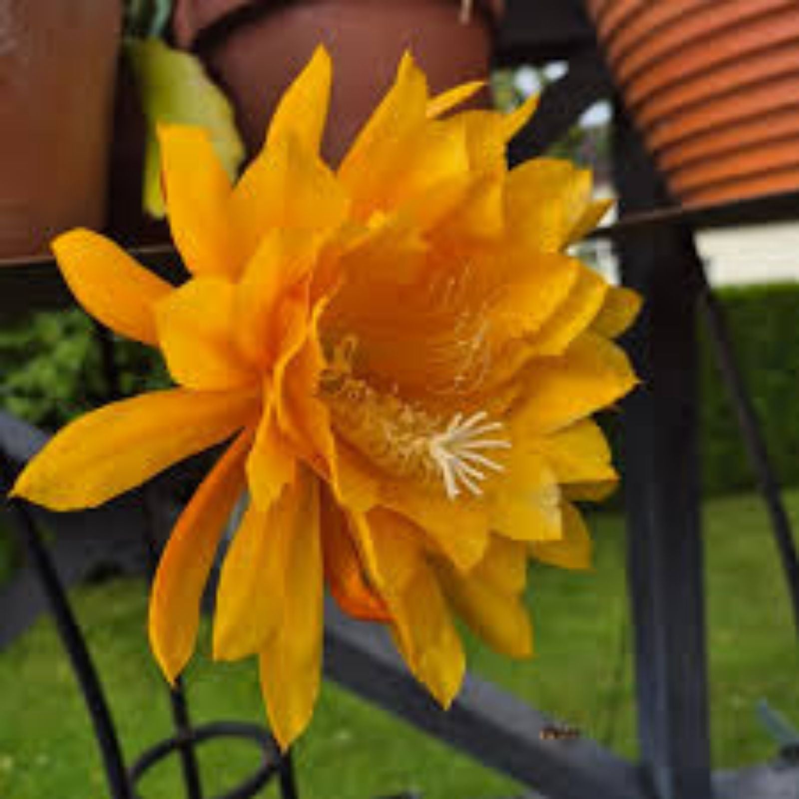 Epiphyllum Morning Sunshine Small Rooted Cutting, Rare Orchid Cactus, Tropical Houseplant, Vibrant Yellow Blooms, Fast Growing