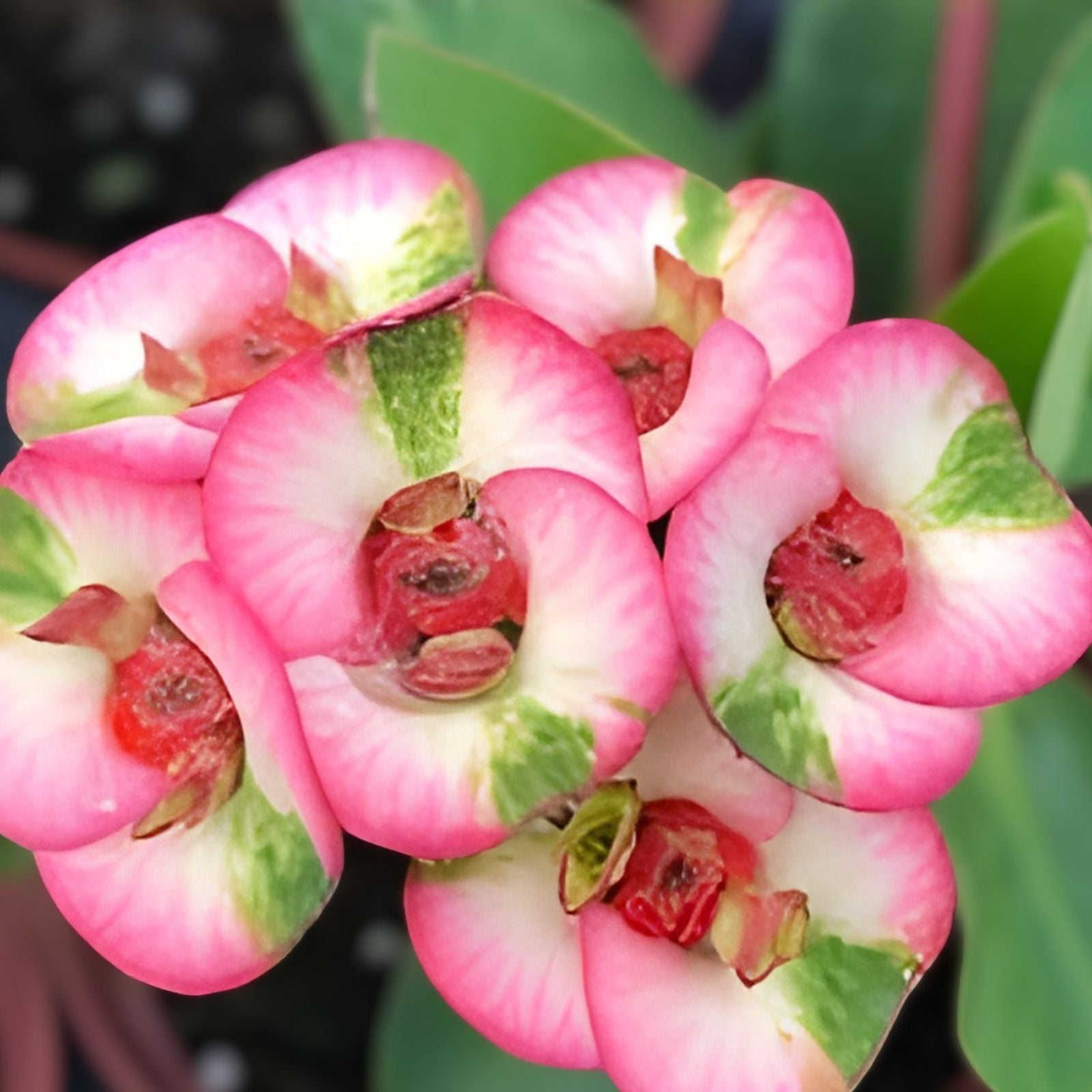 Crown of Thorns Cutting Thai Hybrid Big Boy Euphorbia milii Succulent Houseplant Live Plant Gift