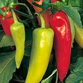 Spicy Hungarian Yellow Wax Pepper Seeds, Capsicum annuum, Hot Yellow Pepper, Heirloom Non-GMO, 100+ Seeds, Live Plant or Cutting