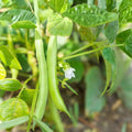 Slenderette Bush Bean Seeds Non-GMO Phaseolus vulgaris Vegetable Seeds 500+ Starter Plants