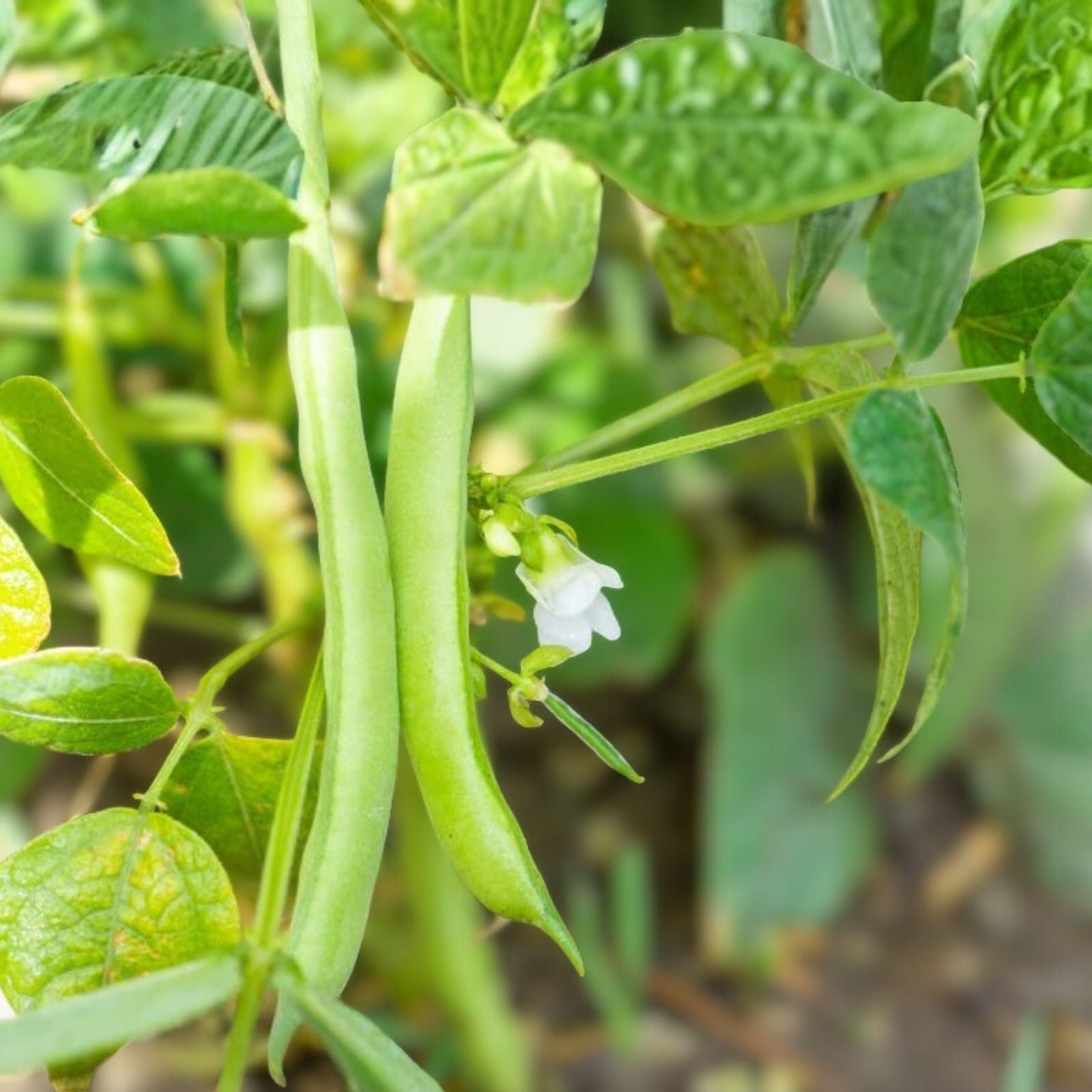 Slenderette Bush Bean Seeds Non-GMO Phaseolus vulgaris Vegetable Seeds 500+ Starter Plants