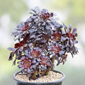 Black Rose Aeonium Cuttings 5 Pack | Zwartkop Succulent Plants | Dark Purple Foliage | Live Plant Starter or Bare Root
