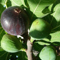 Fig Tree Cuttings Vasilika Black 6 Pcs Hardy Ficus carica Fruit Tree Live Plant Starter