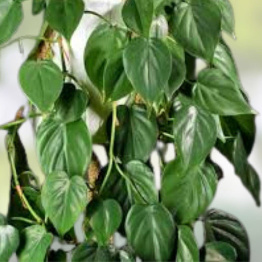 Heart Leaf Philodendron Cuttings 10 Unrooted Live Plants Indoor Houseplant Trailing Easy Care