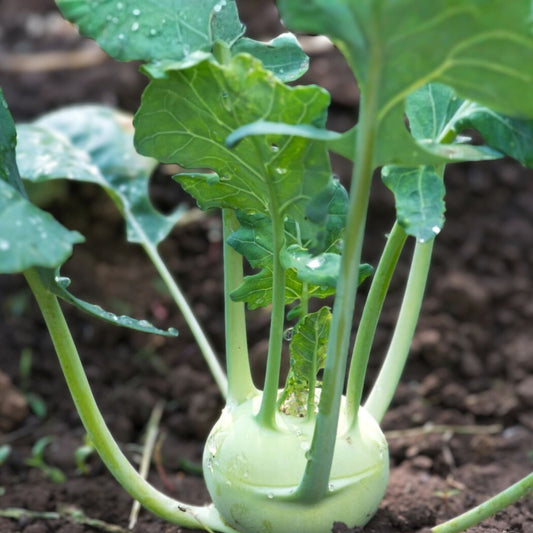 Kohlrabi Seeds Early White Vienna Non-GMO Heirloom Vegetable Garden Planting Starter 100 Seeds