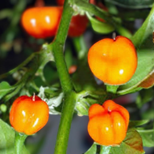 Heirloom Hot Pepper Seeds Mix 7 Varieties Organic Non-GMO Capsicum Garden Seeds for Spicy Cooking