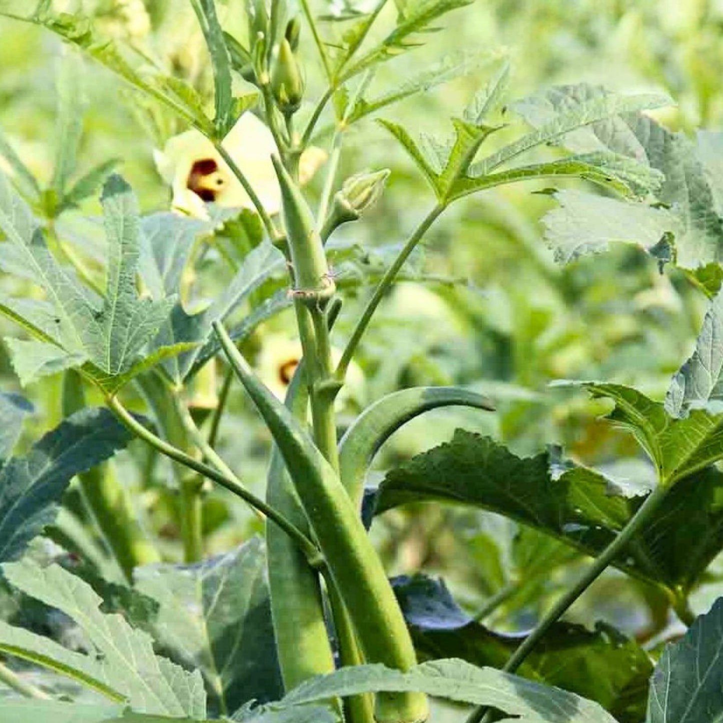 Heirloom Okra Seeds Clemson Variety Non-GMO Vegetable Garden, Abelmoschus esculentus, 100 Seeds