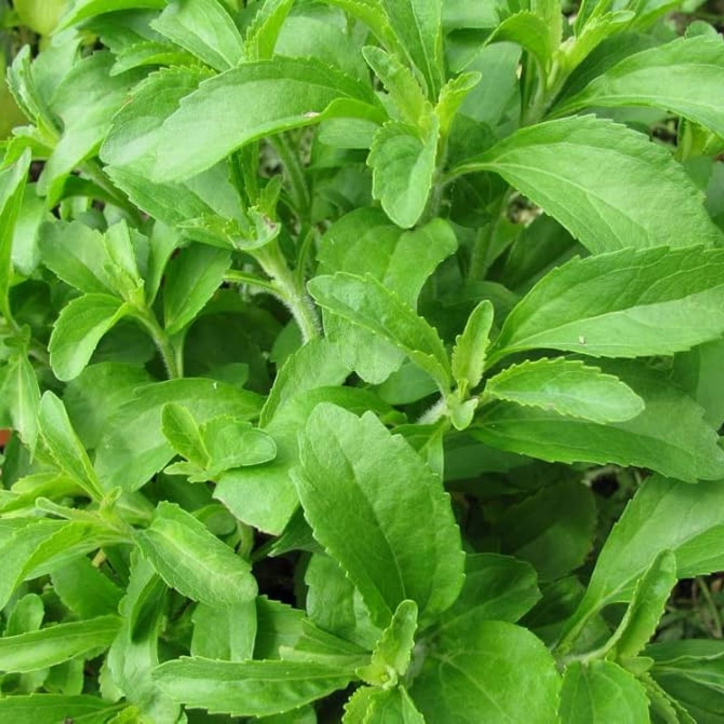 Stevia Seeds 250 Pack | Sweetleaf Herb Plant | Natural Stevia Rebaudiana Starter for Gardening | Fast Shipping