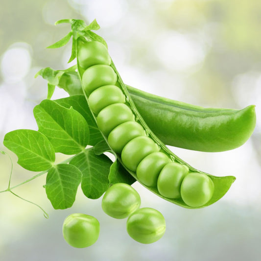 Heirloom Non-GMO Early Alaska Pea Seeds 500+ Garden Peas Pisum sativum Vegetable Seeds for Spring Planting