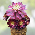 Rare Aeonium Mardi Gras Succulent Cutting 3-4 Inches Variegated Live Plant, Indoor Garden, Houseplant, Unrooted Starter Plant