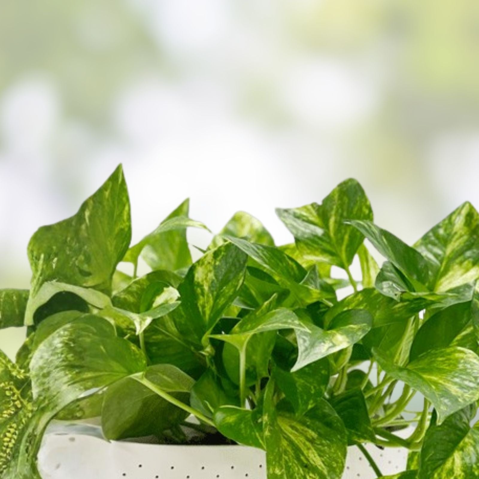 8+ Pack Pothos Plants Live Epipremnum aureum Golden Green Marbled Houseplants Cutting