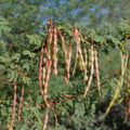 Acacia Constricta Tree Seeds White Thorn Drought-Tolerant Native Plant 30 Seeds