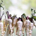 Parsnip Seeds 500 Count Heirloom Non-GMO Vegetable Garden Starter Plants Pastinaca sativa