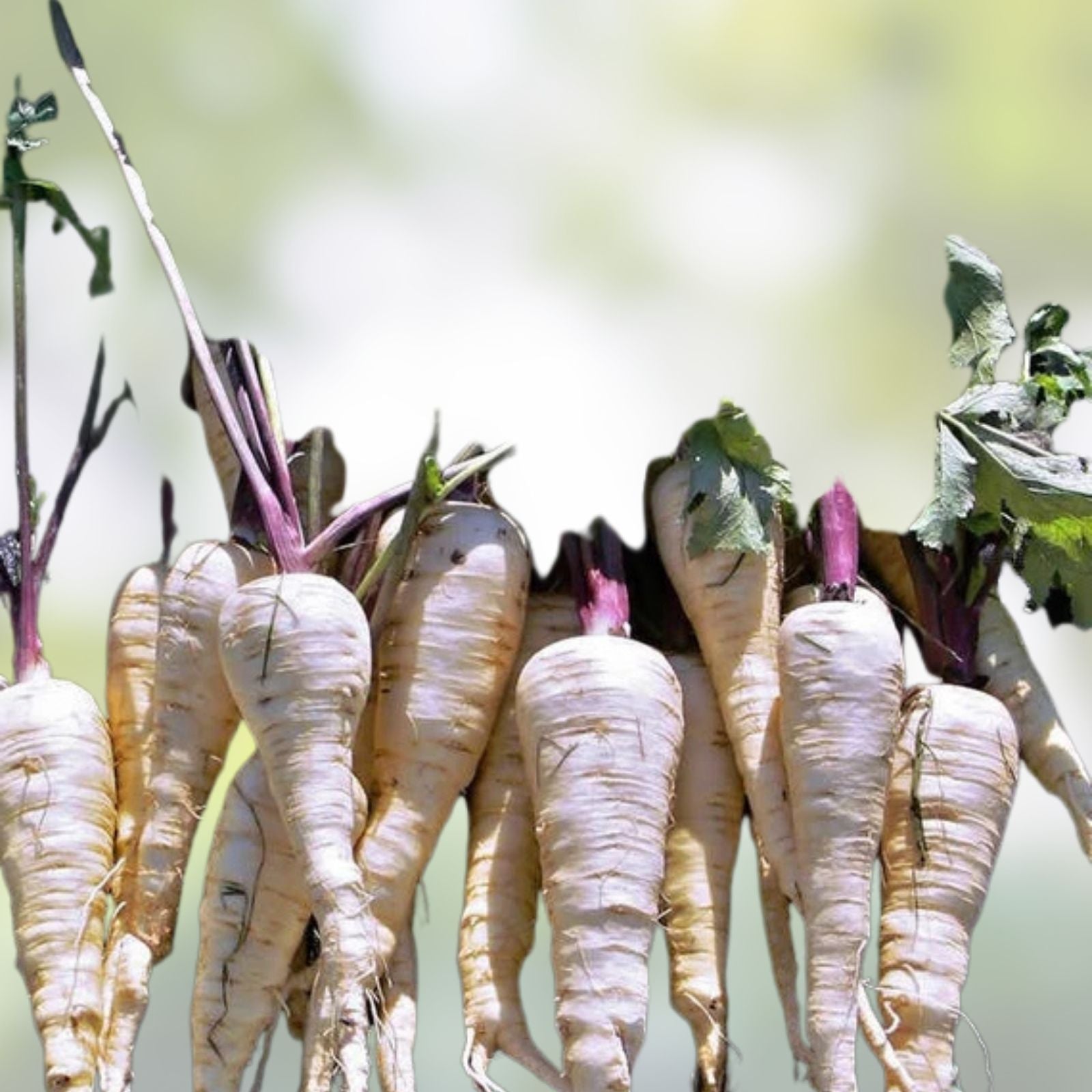Parsnip Seeds 500 Count Heirloom Non-GMO Vegetable Garden Starter Plants Pastinaca sativa