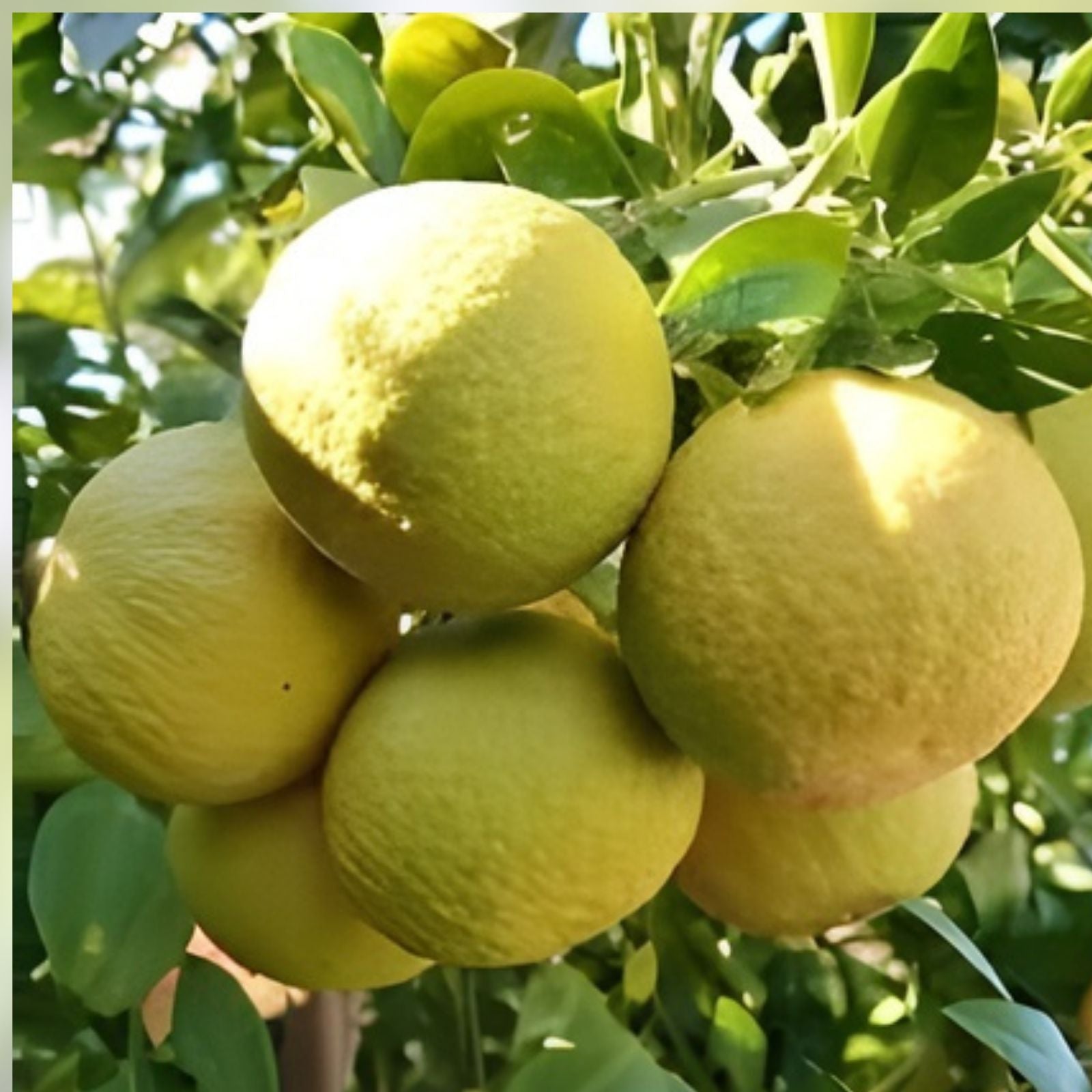 Ponderosa Lemon Cutting for Crafts - Giant Fruit Variety - Citrus limon - Lemon Plant Propagation Material - Fast Shipping