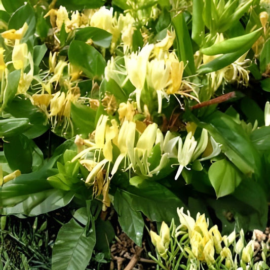 Halls Honeysuckle Plant Climbing Shrubs Lonicera japonica White Yellow Flowers Live Garden Plant Cutting