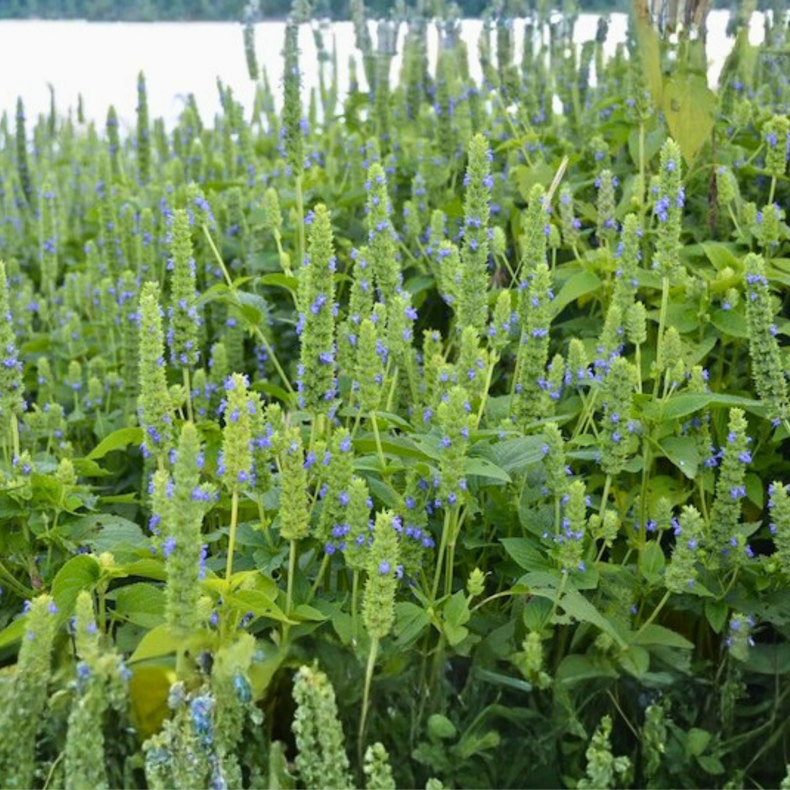 Organic Chia Seeds for Sprouting, Non-GMO Microgreens Seeds, Salvia hispanica, Live Plant, Starter Seed, Houseplant