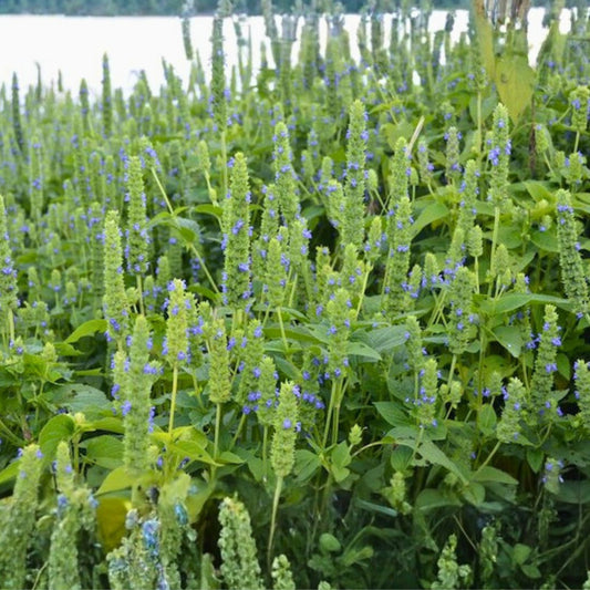 Organic Chia Seeds for Sprouting, Non-GMO Microgreens Seeds, Salvia hispanica, Live Plant, Starter Seed, Houseplant