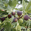 Petite Fig Cuttings Dwarf Ficus carica Tree Live Plant Indoor Outdoor Fruit Bearing Small Fig Tree