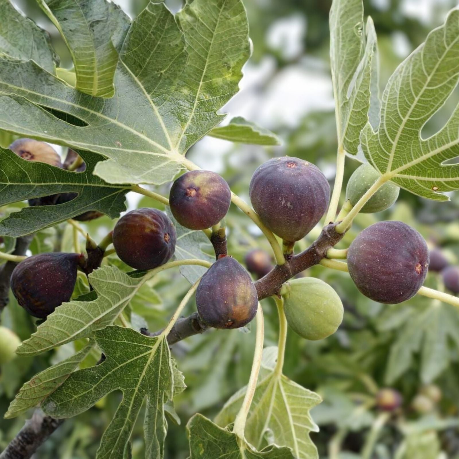 Petite Fig Cuttings Dwarf Ficus carica Tree Live Plant Indoor Outdoor Fruit Bearing Small Fig Tree